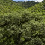 um-quarto-da-mata-atlantica-e-de-vegetacao-secundaria,-diz-mapbiomas