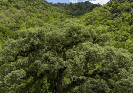 um-quarto-da-mata-atlantica-e-de-vegetacao-secundaria,-diz-mapbiomas