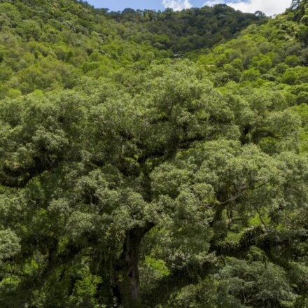 um-quarto-da-mata-atlantica-e-de-vegetacao-secundaria,-diz-mapbiomas