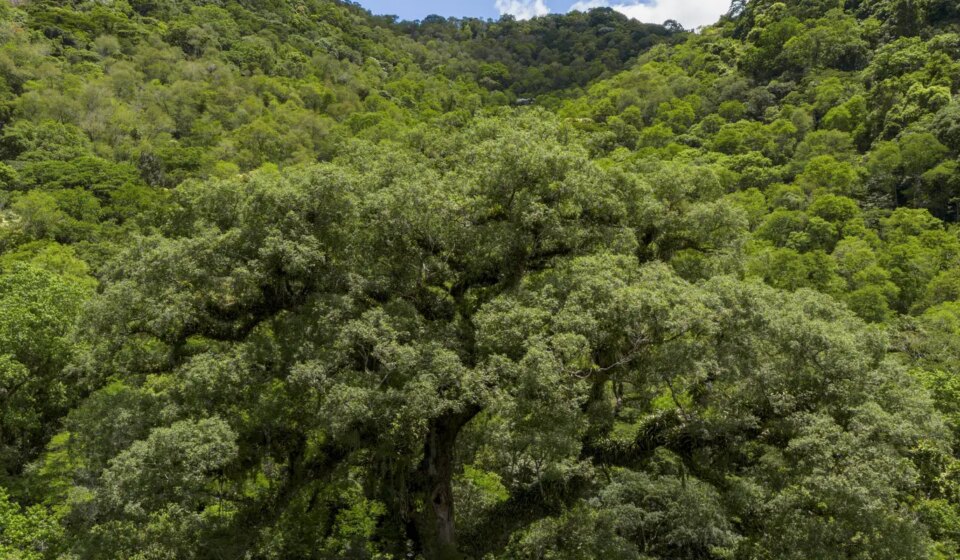 um-quarto-da-mata-atlantica-e-de-vegetacao-secundaria,-diz-mapbiomas