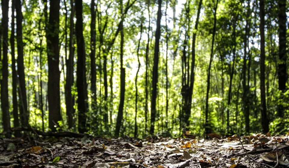 producao-florestal-no-pais-alcanca-recorde-de-r$-47,9-bilhoes-em-2025