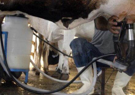 producao-de-leite-bate-recorde-mesmo-com-reducao-de-vacas-ordenhadas