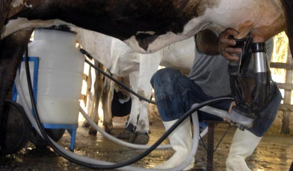 producao-de-leite-bate-recorde-mesmo-com-reducao-de-vacas-ordenhadas