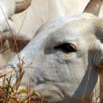 carne-brasileira-vai-pagar-tarifa-de-67%-para-entrar-na-china