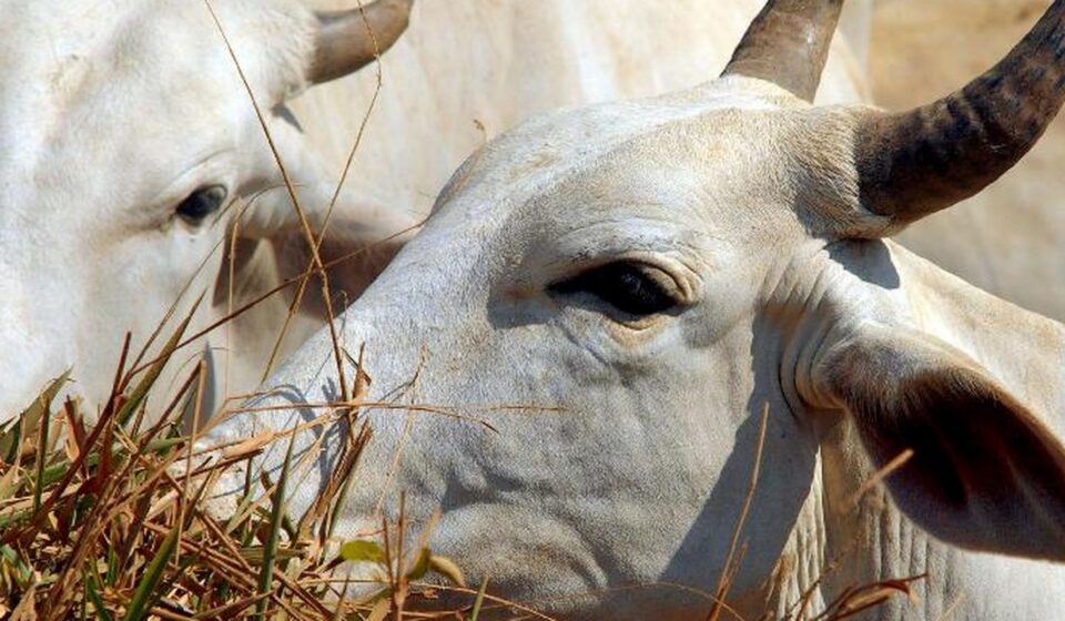 carne-brasileira-vai-pagar-tarifa-de-67%-para-entrar-na-china