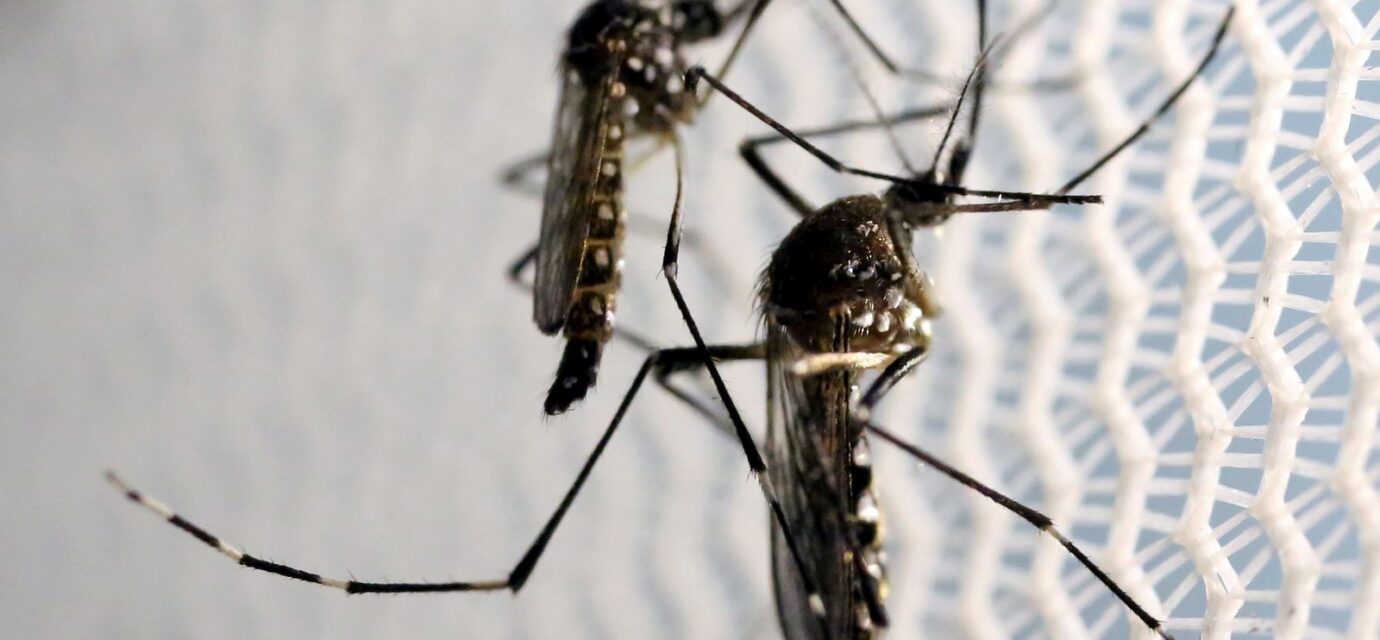 aedes-aegypti:-quase-metade-dos-municipios-esta-em-alerta-ou-risco