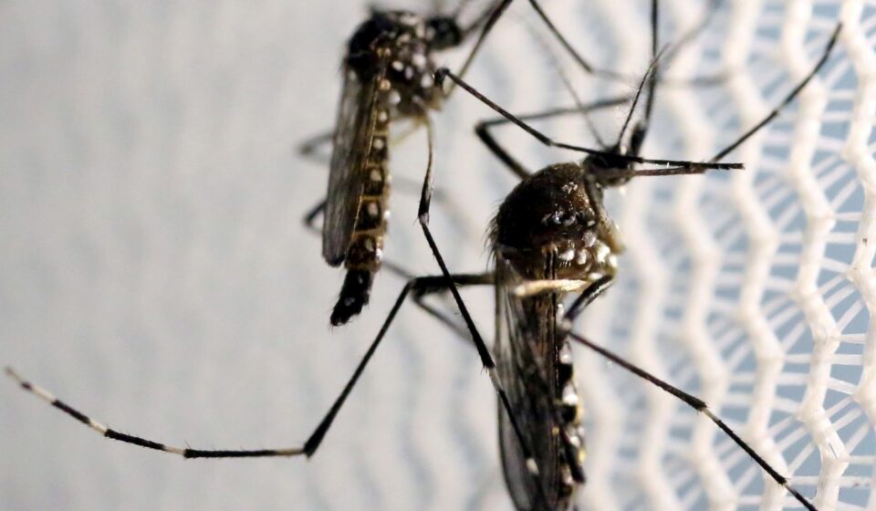 aedes-aegypti:-quase-metade-dos-municipios-esta-em-alerta-ou-risco