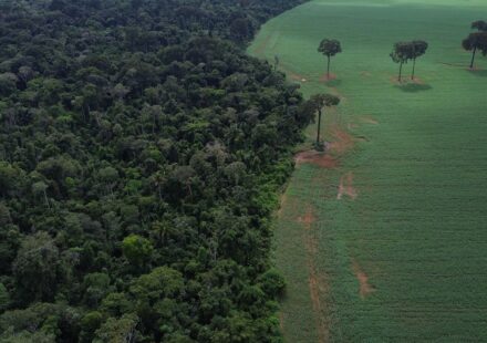 agro-cresce-561%-no-entorno-de-areas-protegidas-na-amazonia-em-41-anos