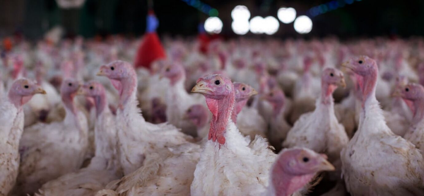 agricultura-confirma-foco-de-doenca-de-newcastle-em-santa-catarina
