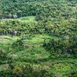 holanda-anuncia-investimento-de-us$-500-milhoes-em-fundo-de-florestas