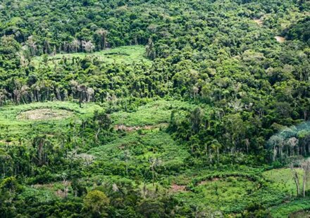 holanda-anuncia-investimento-de-us$-500-milhoes-em-fundo-de-florestas