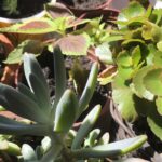 especialista-comenta-sobre-risco-de-ter-plantas-toxicas-em-casa